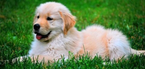 Acorn Creek Golden Retrievers